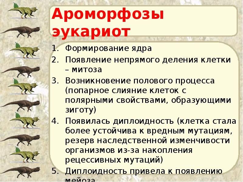 Ароморфозы эукариот Формирование ядра Появление непрямого деления клетки – митоза Возникновение