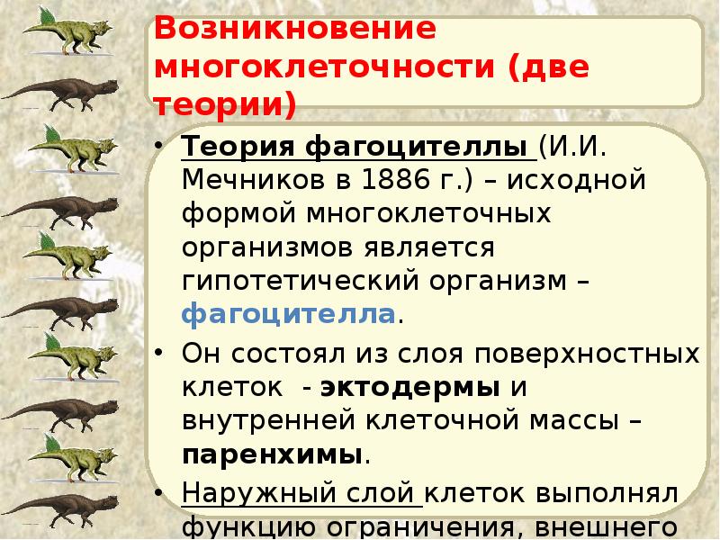 Возникновение многоклеточности (две теории) Теория фагоцителлы (И.И. Мечников в 1886 г.)