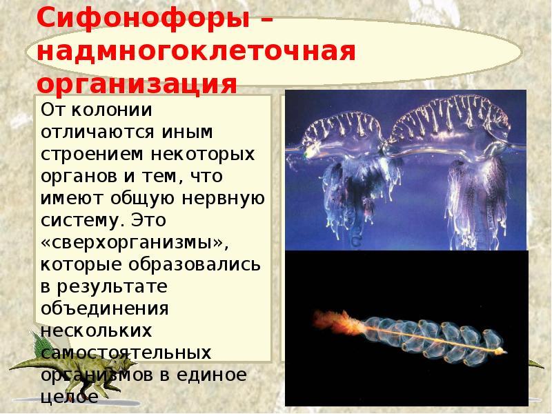 Сифонофоры – надмногоклеточная организация От колонии отличаются иным строением некоторых органов