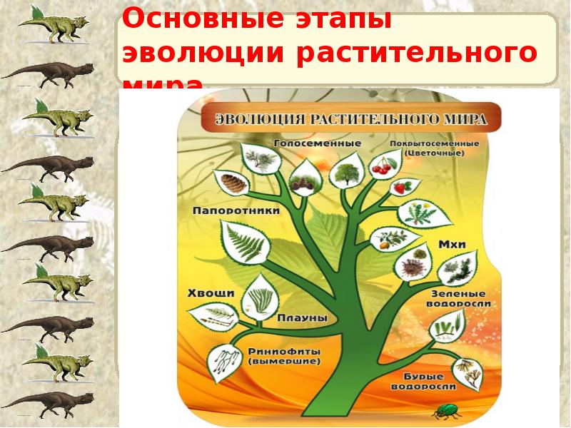 Основные этапы эволюции растительного мира
