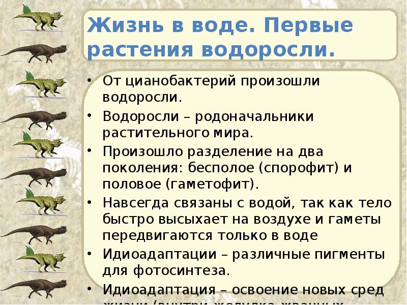 Жизнь в воде. Первые растения водоросли. От цианобактерий произошли водоросли. Водоросли