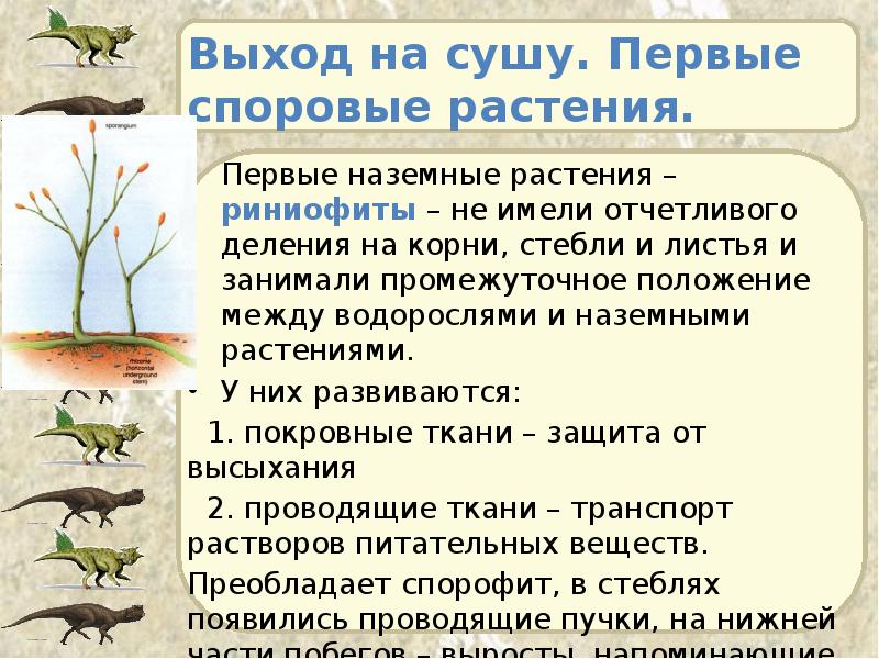 Выход на сушу. Первые споровые растения. Первые наземные растения – риниофиты