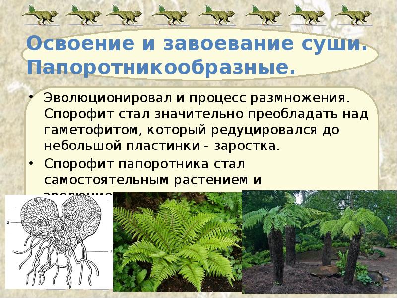 Освоение и завоевание суши. Папоротникообразные. Эволюционировал и процесс размножения. Спорофит стал