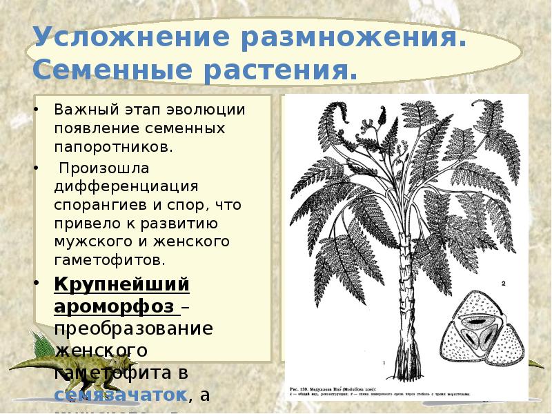 Усложнение размножения.  Семенные растения. Важный этап эволюции появление семенных папоротников.