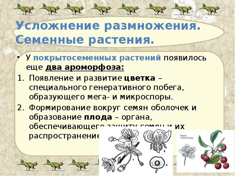 Усложнение размножения.  Семенные растения. У покрытосеменных растений появилось еще два
