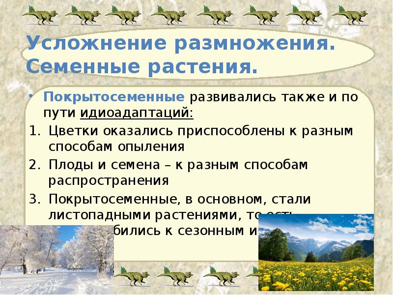 Усложнение размножения.  Семенные растения. Покрытосеменные развивались также и по пути