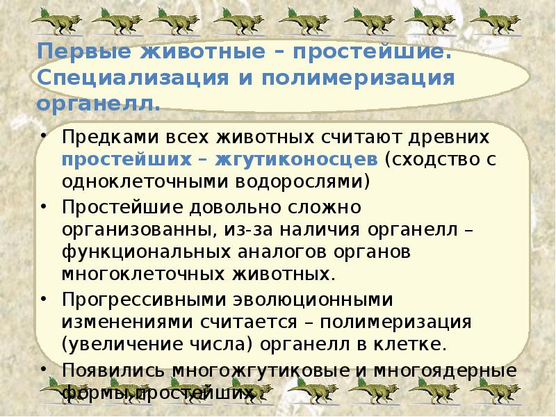Первые животные – простейшие. Специализация и полимеризация органелл. Предками всех животных