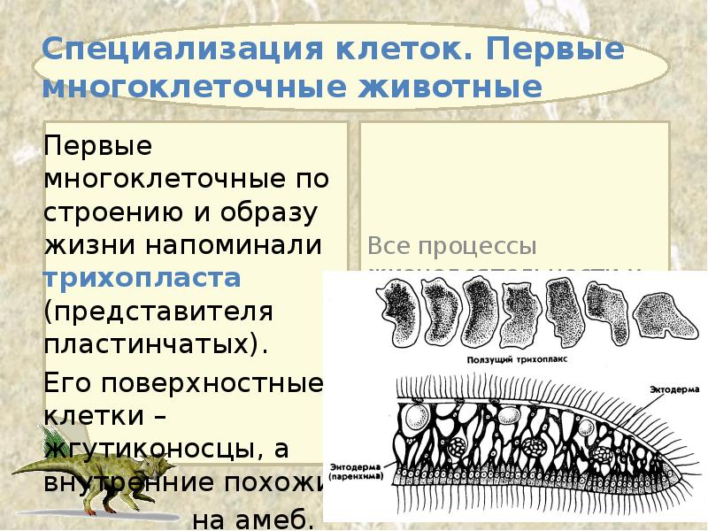 Специализация клеток. Первые многоклеточные животные Первые многоклеточные по строению и образу