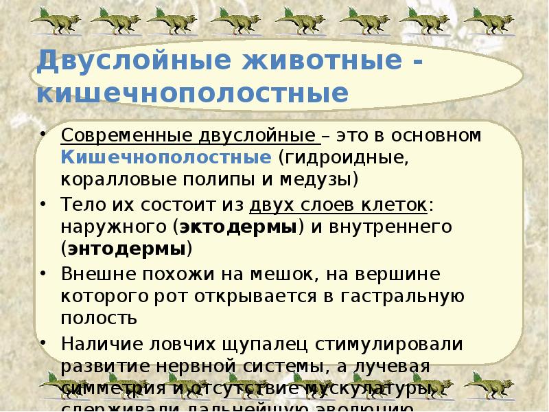 Двуслойные животные - кишечнополостные Современные двуслойные – это в основном Кишечнополостные