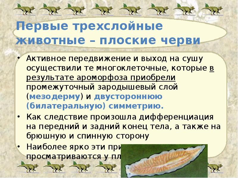 Первые трехслойные животные – плоские черви Активное передвижение и выход на