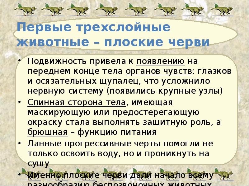 Первые трехслойные животные – плоские черви Подвижность привела к появлению на