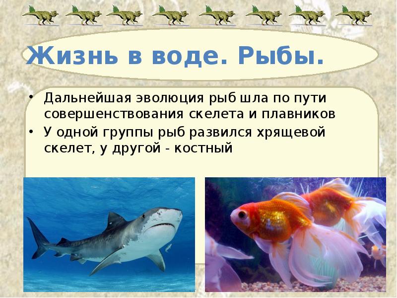 Жизнь в воде. Рыбы. Дальнейшая эволюция рыб шла по пути совершенствования