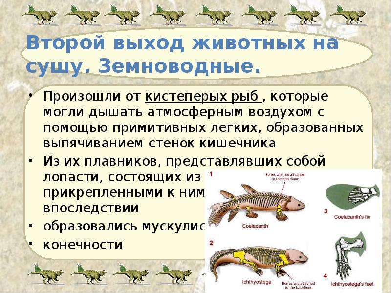 Второй выход животных на сушу. Земноводные. Произошли от кистеперых рыб ,