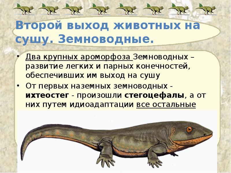 Второй выход животных на сушу. Земноводные. Два крупных ароморфоза Земноводных –