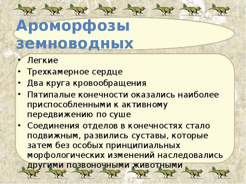 Ароморфозы земноводных Легкие Трехкамерное сердце Два круга кровообращения Пятипалые конечности оказались