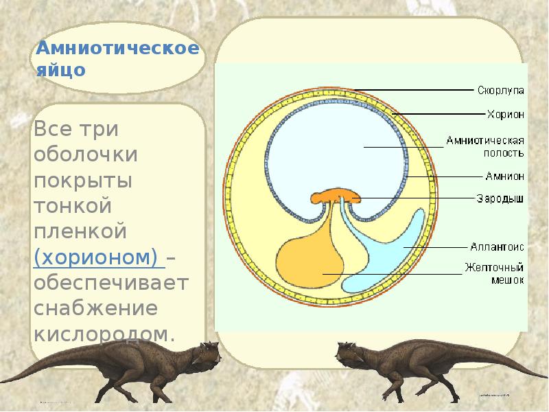 Амниотическое яйцо Все три оболочки покрыты тонкой пленкой (хорионом) – обеспечивает
