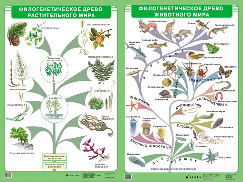 Эволюционное древо схема