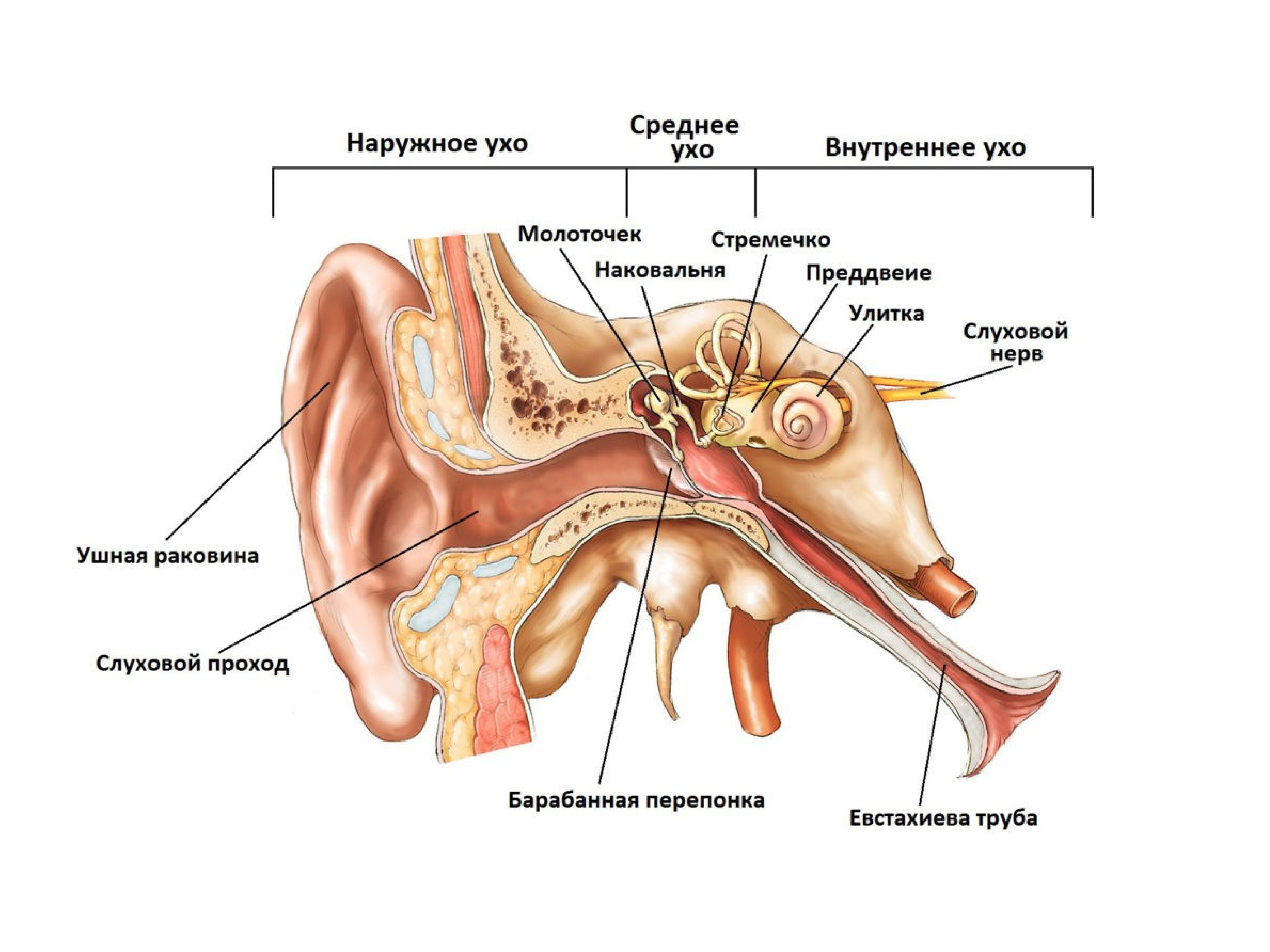 Слуховая косточка в ухе 9 букв. Анатомия и физиология уха слуховой анализатор. Среднее ухо барабанная полость евстахиева труба. Среднее ухо барабанная перепонка слуховые косточки. Строение слухового анализатора ЕГЭ.