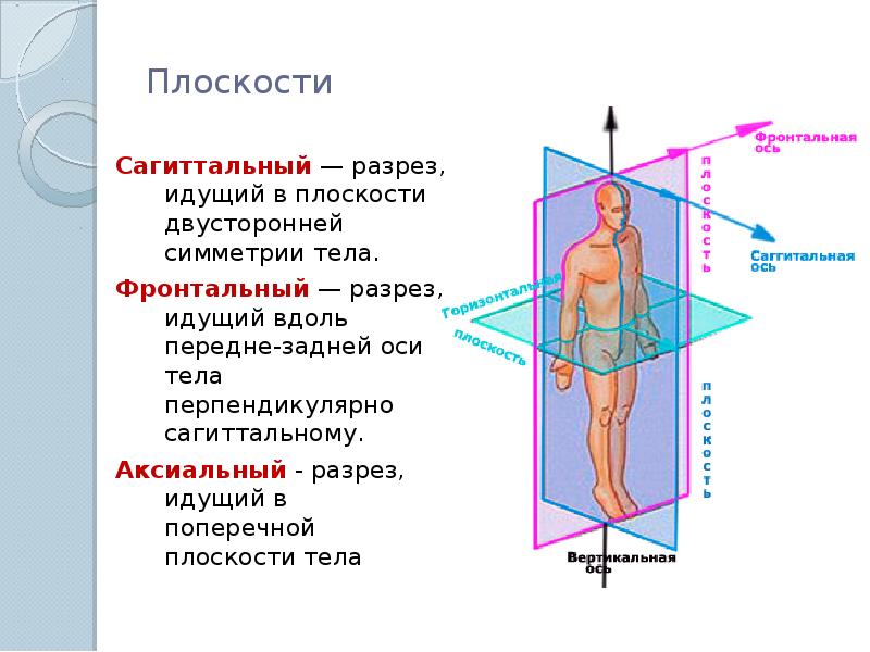 Что значит вертикальная ось. Три плоскости сагиттальная фронтальная горизонтальная. Оси тела человека в анатомии. Вертикальная ось тела человека. Фронтальная сагиттальная и вертикальная оси.