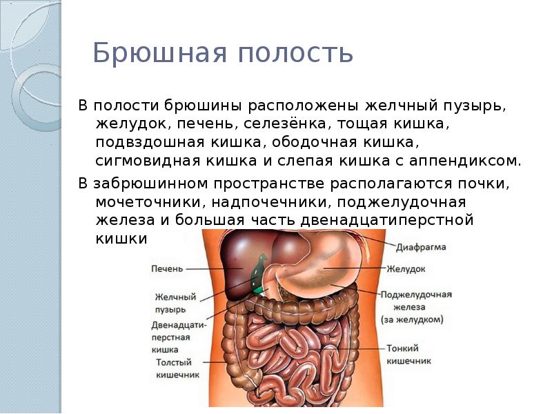 Схема человека где находится печень