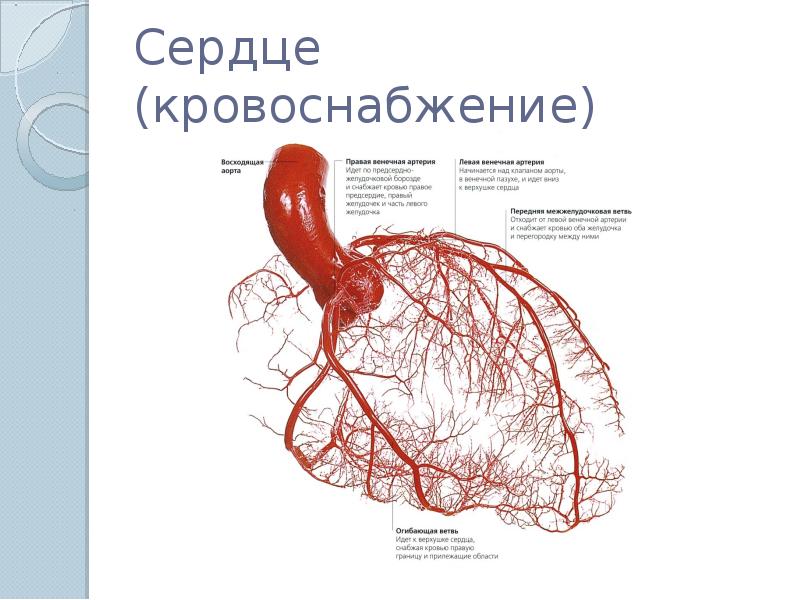 Топографическая анатомия сердца презентация