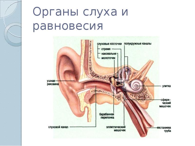 Строение уха 8 класс биология рисунок из учебника