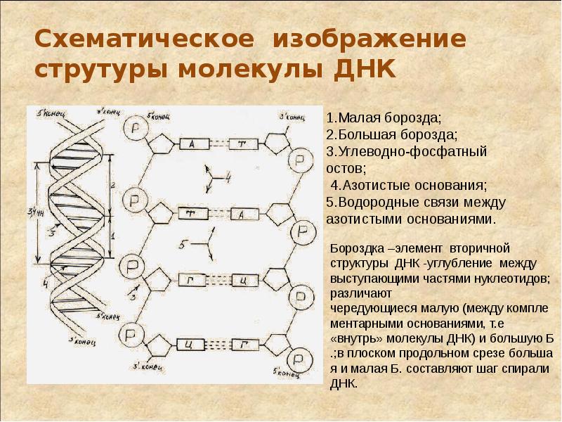 Проект молекула днк