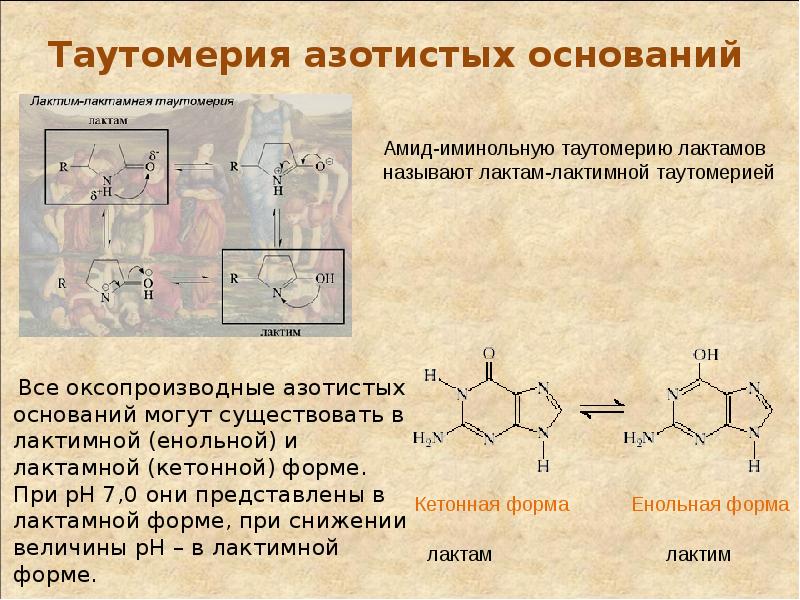 Азотистые основания нуклеиновых кислот. Амино иминная таутомерия азотистых оснований. Таутомерия нуклеиновых оснований. Кето-енольная таутомерия азотистых оснований. Лактим-лактамная таутомерия нуклеиновых оснований.