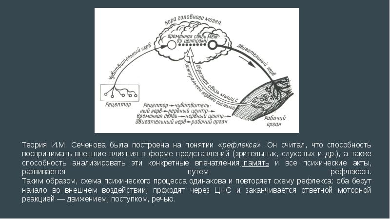 Безусловные рефлексы головного мозга исследовательский проект