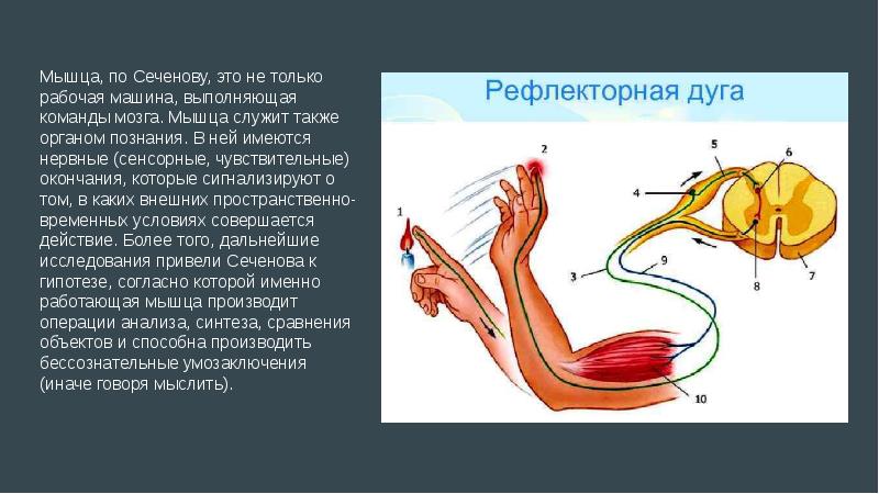 Схема опыта сеченова