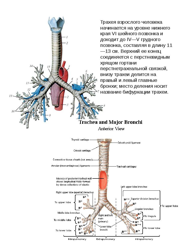 строение гортани трахеи анатомия. гортань трахея бронхи строение. трахея что это. строение гортани трахеи бронхов. трахея что это.