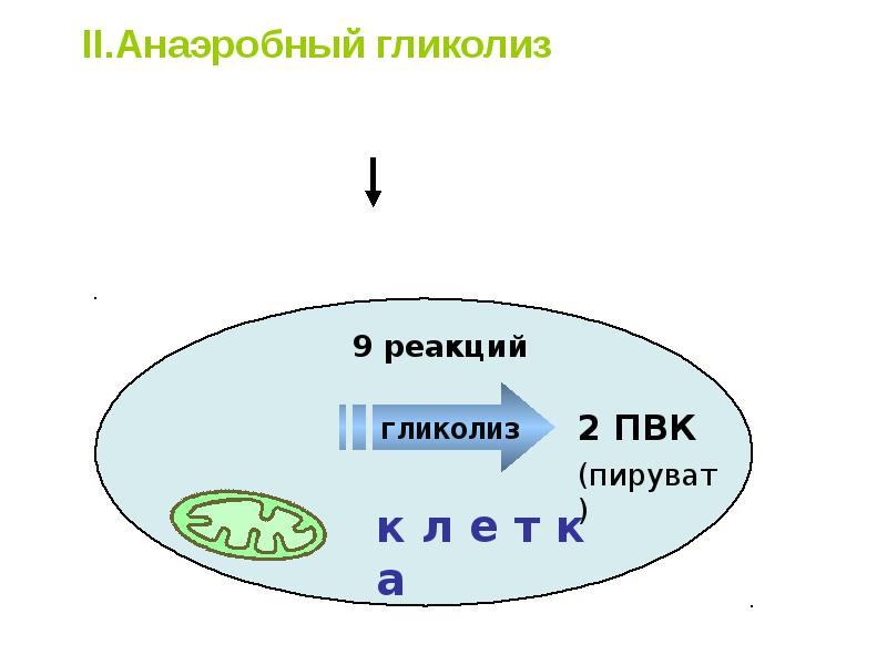 Энергетический обмен пвк. Гликолиз ПВК. Анаэробный гликолиз в митохондрии. Анаэробный гликолиз реакция 9. Реакции анаэробного гликолиза в клетке происходят в:.