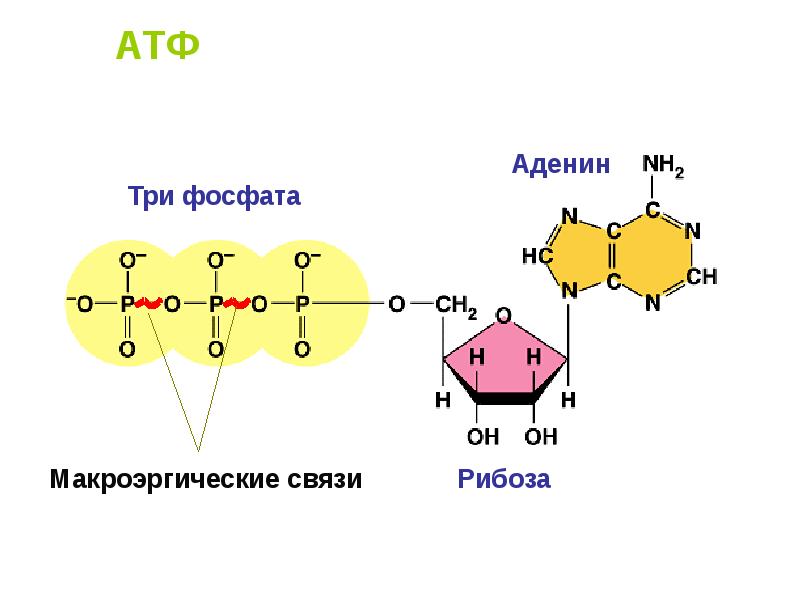 Макроэргические связи