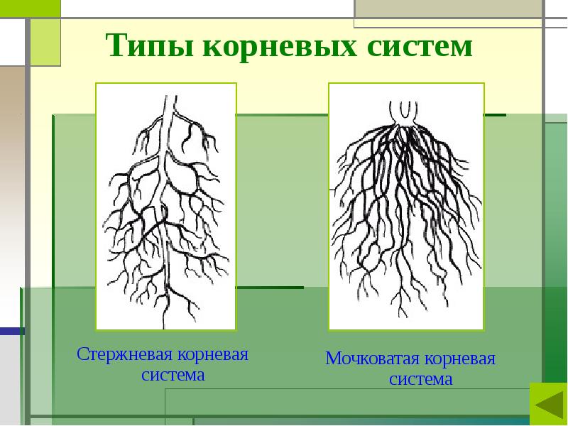 Рисунок корень 6 класс биология