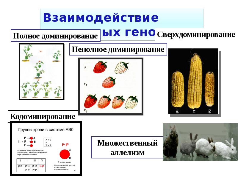 Полное доминирование неполное доминирование кодоминирование. Полное доминирование неполное сверхдоминирование. Примеры сверхдоминирования. Взаимодействие генов неполное доминирование. Сверхдоминирование генов.