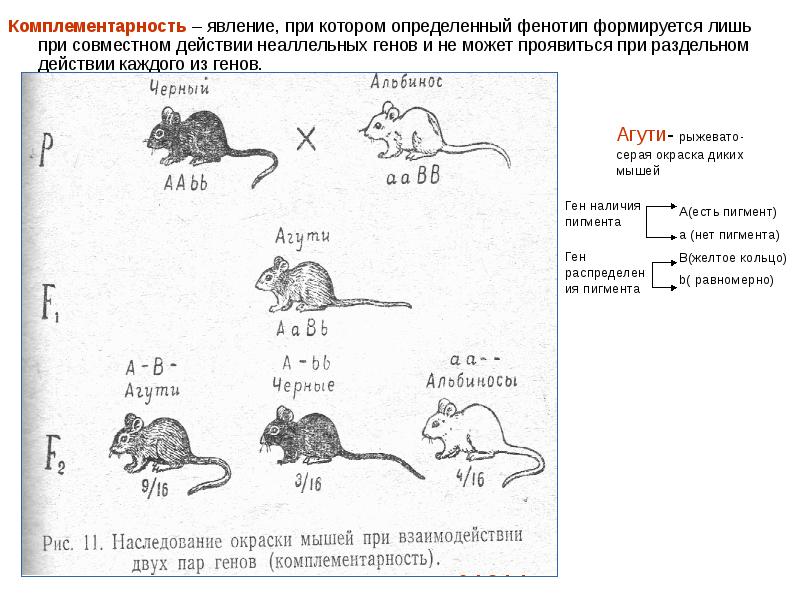 У мышей коричневая окраска шерсти доминирует над серой при скрещивании чистых линий мышей схема