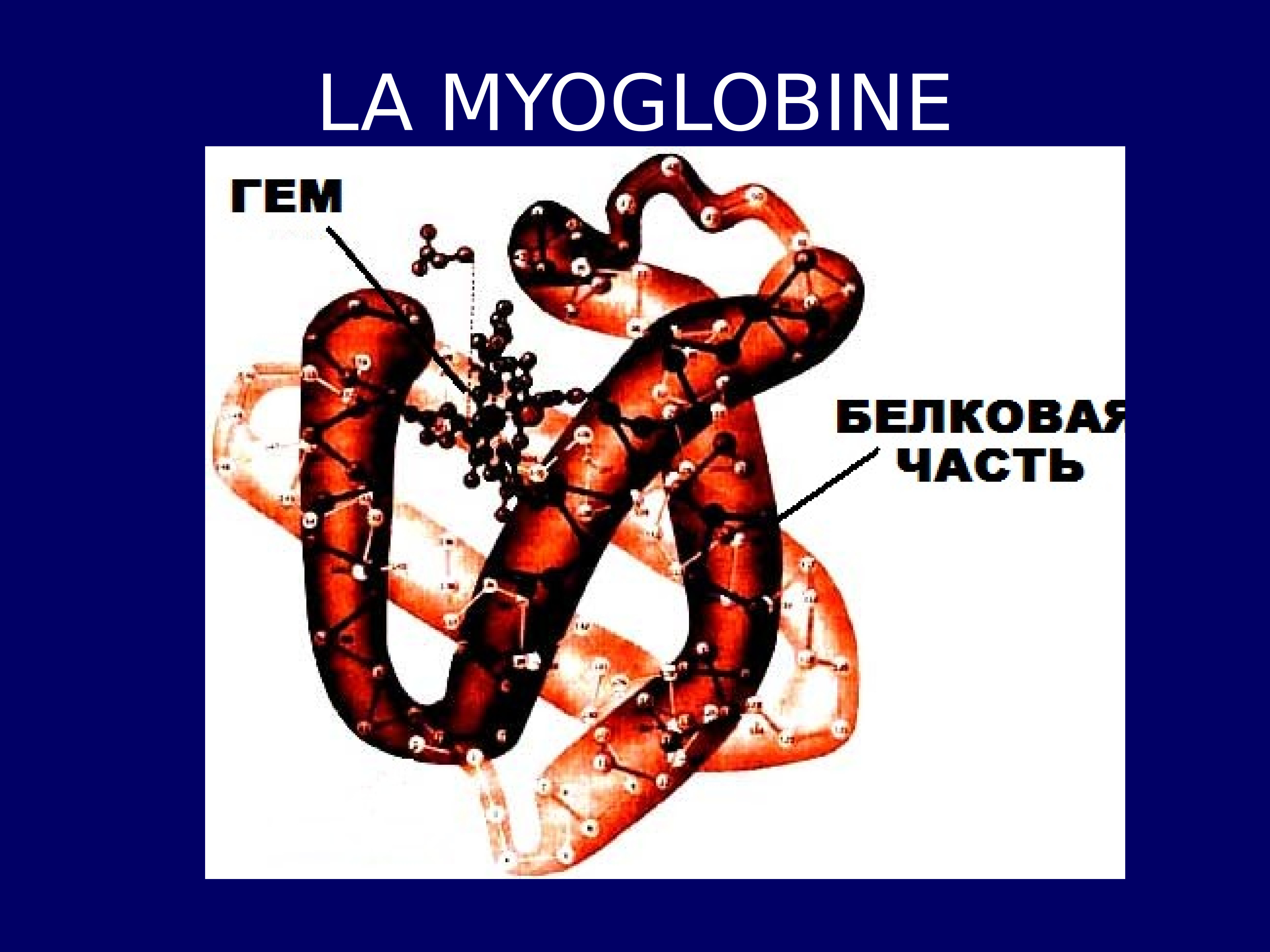 Какова функция миоглобина