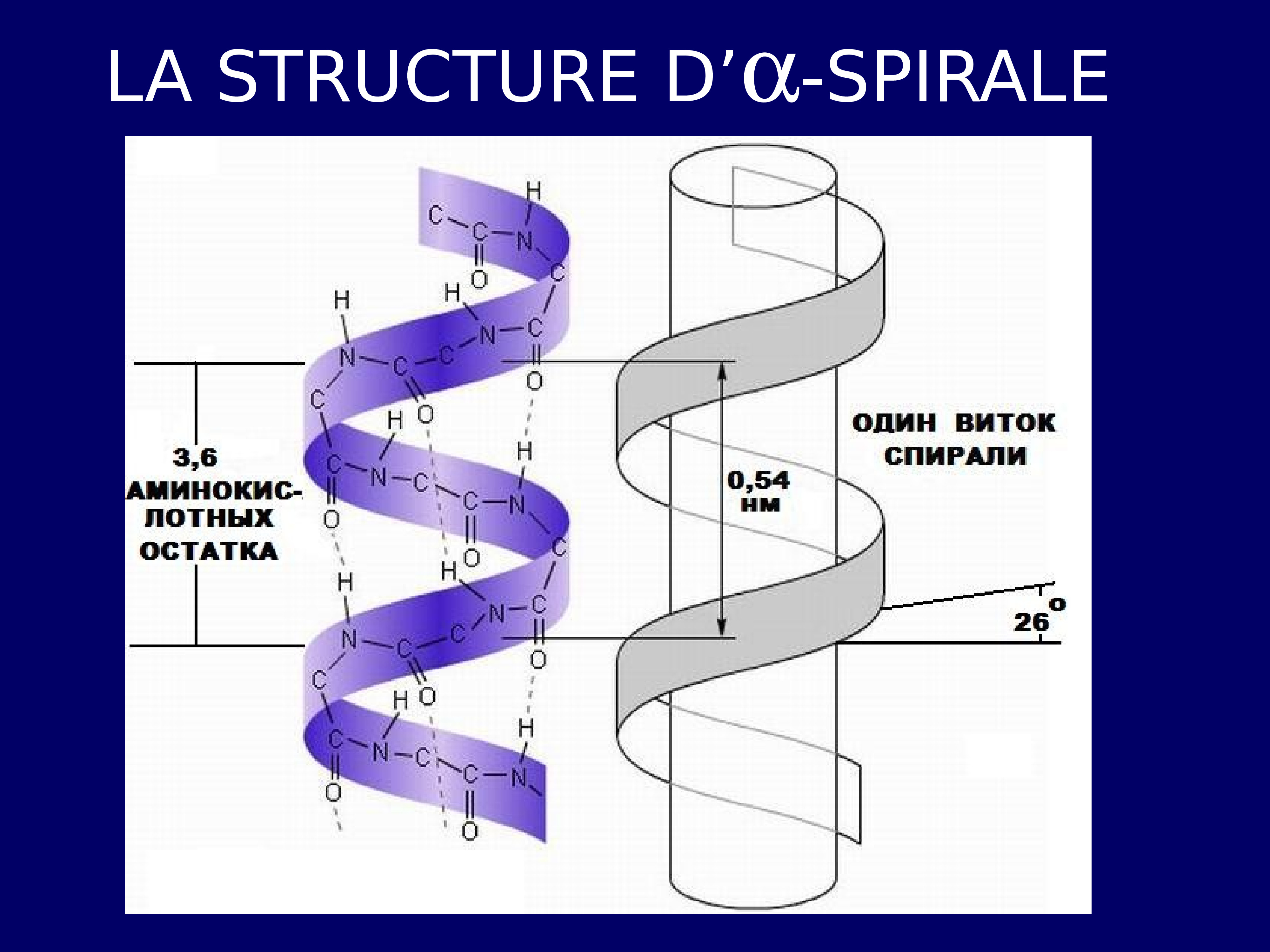 Альфа-спираль структура белка