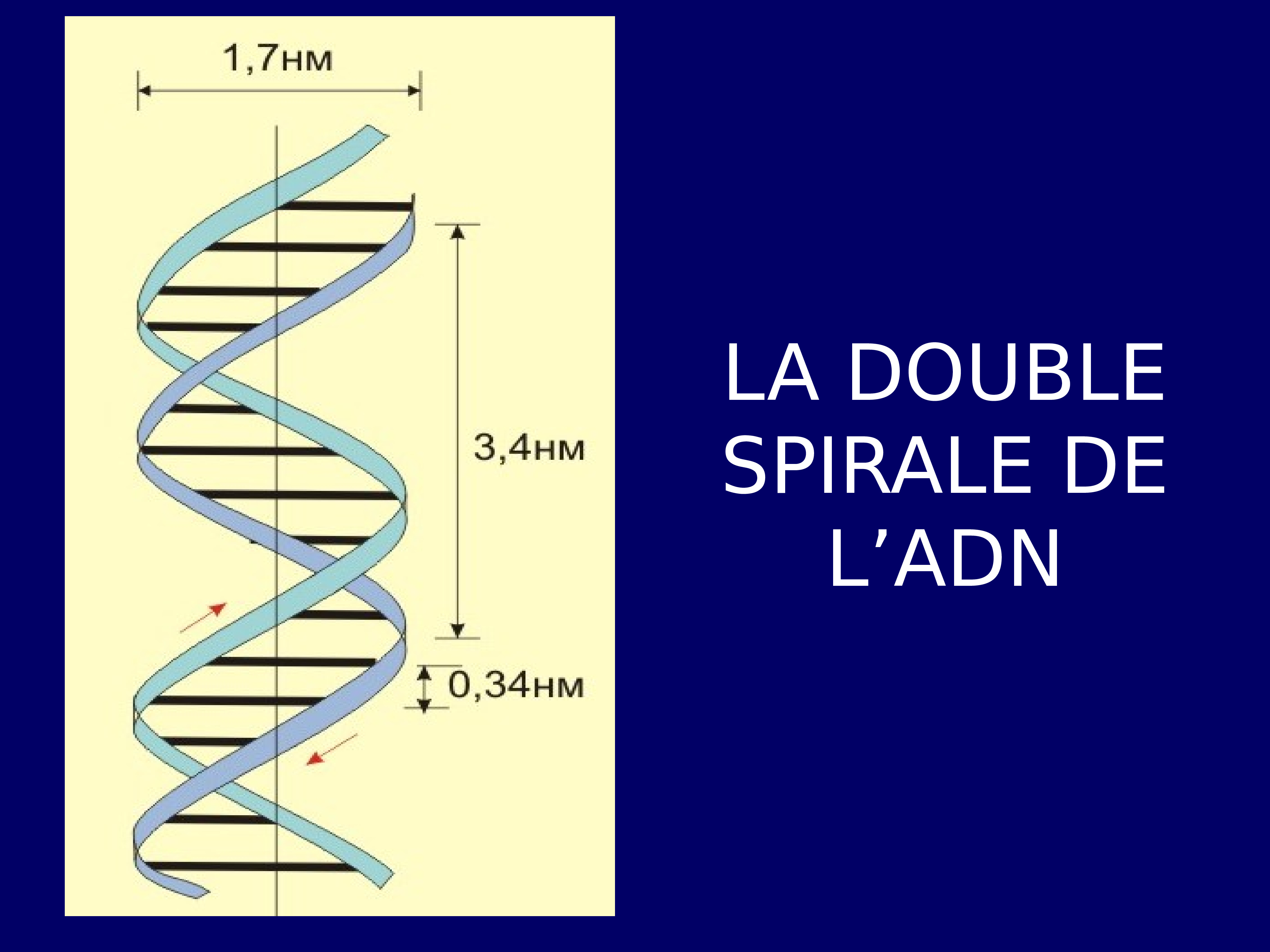 0 34 нм. Структура двойной спирали ДНК. Двойная спираль молекулы ДНК. Двойная спираль ДНК строение. Строение спирали ДНК.