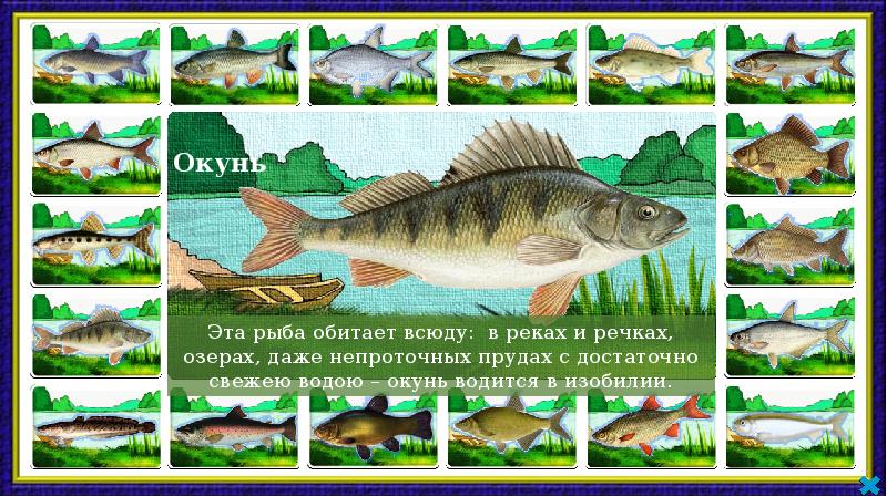 Обь какие рыбы. Рыбы обитающие в реке. Рыбы которые водятся в пруду. Рыбы которые обитают на речке. Рыбы которые обитают в Оби.