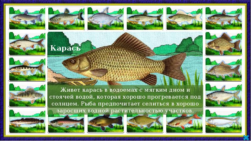Река кубань какие рыбы. Речные рыбы Кубани. Рыбы обитающие в реке Кубань. Рыба которая водится в Кубани. Рыба обитающая в Кубани.