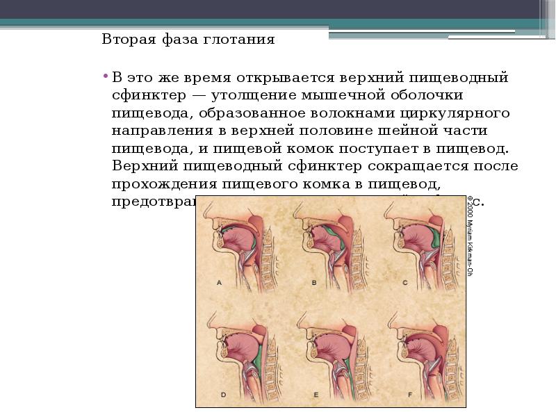 Верхний сфинктер пищевода. Верхний пищеводный сфинктер. Где находится верхний сфинктер пищевода.