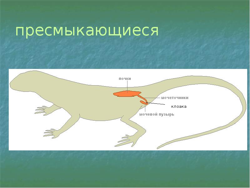 Выделение биология 6 класс тест