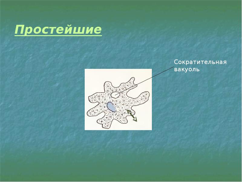 Презентация на тему выделение 8 класс биология