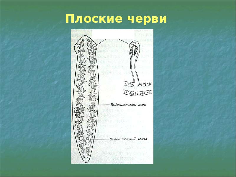 Выделение у животных 6 класс