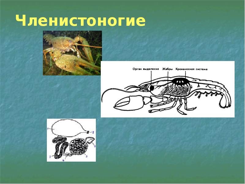 Выделение у животных 6 класс