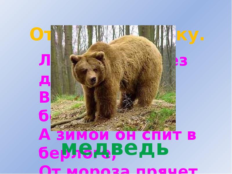 Рассказ Как медведь сам себя напугал, Сладков Николай - читать для детей онлайн