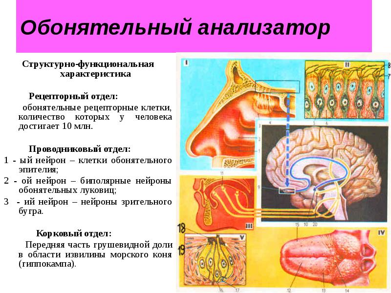 Общая схема строения сенсорных систем