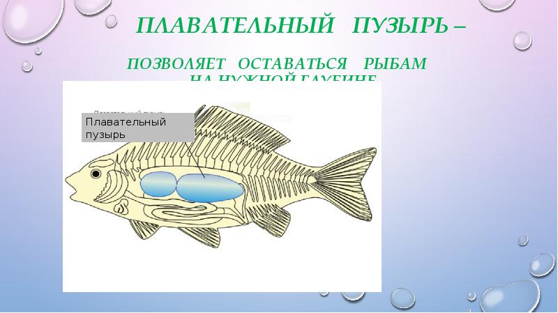 Какой системе органов рыб относится плавательный пузырь