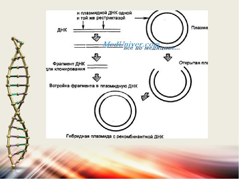 Рекомбинантная плазмида. Внедрение целевого фрагмента днк в плазмидную днк. Внедрение целевого фрагмента днк в плазмидную днк. Внедрение целевого фрагмента днк в плазмидную днк. Технология рекомбинантных днк схема.